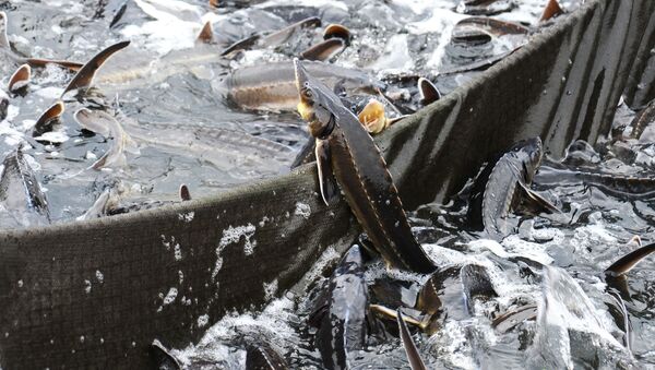 سمك الحفش على حافة القفص في مجمع لأسماك الحفش في تامبوف الروسية - سبوتنيك عربي