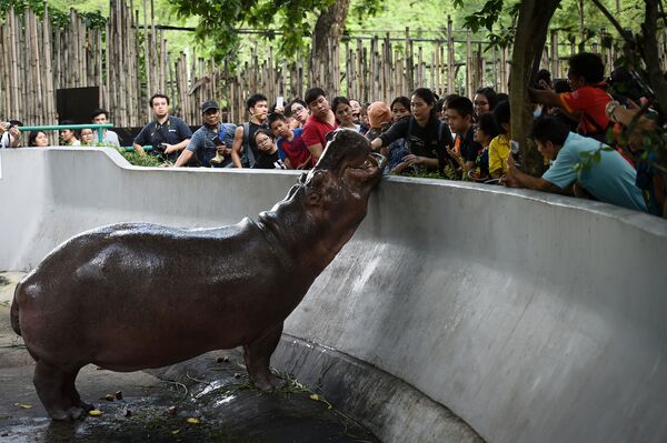 زوار يطعمون حيوان فرس النهر في حديقة الحيوانات ديوسيت زو في بانكوك، الصين 30 سبتمبر/ أيلول 2018 - سبوتنيك عربي