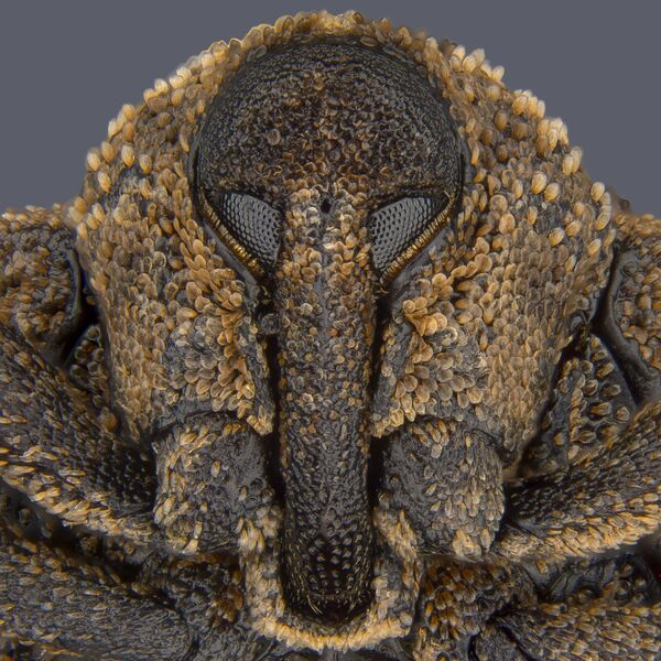 صورة خنفساء Sternochetus mangiferae، للمصور بيا سكانلون، الحائزة على المرتبة الـ 8 في المسابقة - سبوتنيك عربي