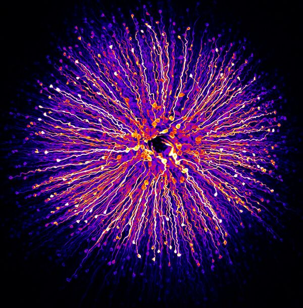 صورة الخلايا العصبية في شبكية العين، للمصورة هانين خابو، الحائزة على المرتبة الـ 6 في المسابقة - سبوتنيك عربي