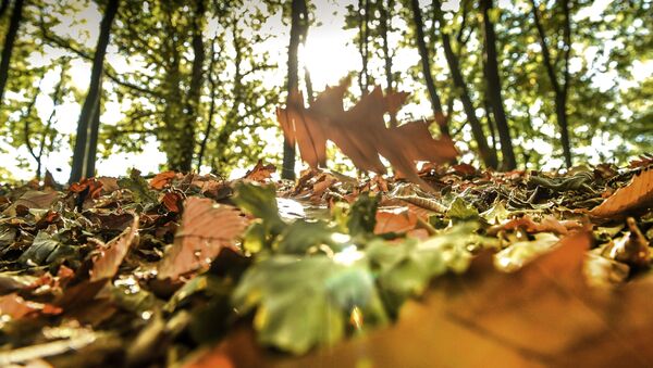 سقطوط أوراق شجر الخريف في غابة في غوديويرسفيلد (Godewaersvelde) شمال فرنسا - سبوتنيك عربي