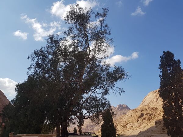 دير سانت كاترين دير سانت كاترين - سبوتنيك عربي