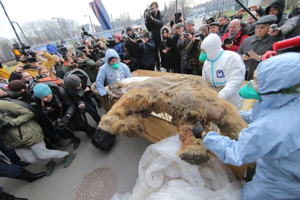 احضار حيوان الماموث الصغير يوكو الياكوتي إلى متحف موسكو - سبوتنيك عربي