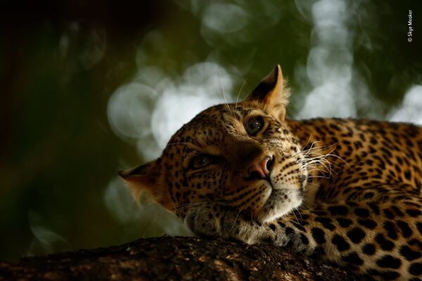 صورة (Lounging leopard)، للمصور سكاي ميكير من جنوب أفريقيا، الفائز في فئة الفئة العمرية 15-17 عام بالمسابقة - سبوتنيك عربي