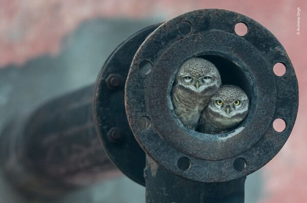 صورة (Pipe owls)، للمصور أرشديب ساي من الهند، الفائز في فئة 10 أعوام وما تحت  بالمسابقة - سبوتنيك عربي