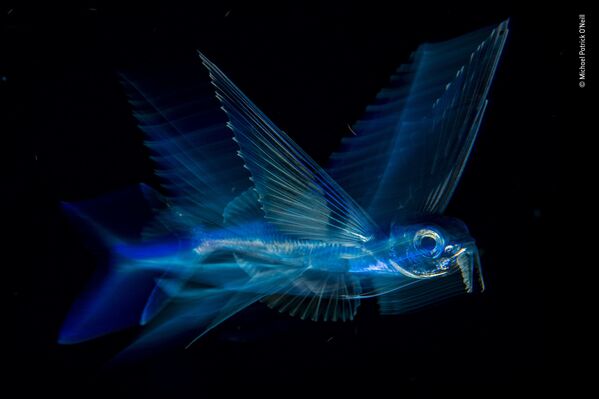صورة (Night flight)، للمصور مايكل باتريك أونيل من الولايات المتحدة، الفائز في فئة تحت الماء  بالمسابقة - سبوتنيك عربي