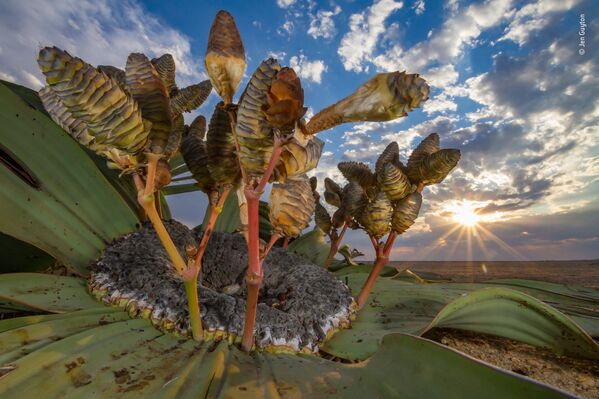 صورة (Desert relic)، للمصور جين غيوتن من الولايات المتحدة، الفائز في فئة النباتات  بالمسابقة - سبوتنيك عربي