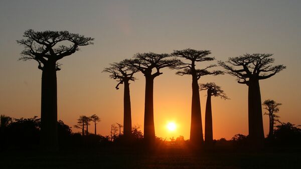 أشجار باوباب في مدغشقر في منطقة مينابي - سبوتنيك عربي