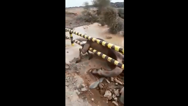 السيول تجرف أعدادا من الإبل في السعودية - سبوتنيك عربي