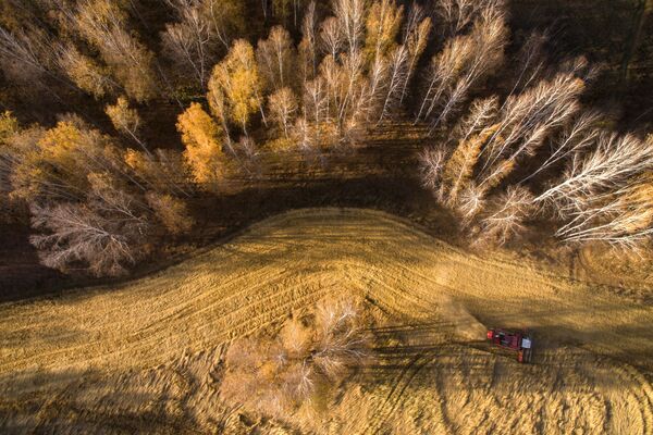 حصاد القمح في حقل سوفخوز مورسكوي في إقليم نوفوسيبيرسك الروسية - سبوتنيك عربي