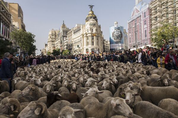 هجرة الخرفان السنوية عبر العاصمة الإسبانية مدريد. حوالي ألف ونصف رأس عبروا شوارع العاصمة الإسبانية في إطار عيد فيستا دي لا تراشومانيكا (Fiesta de la Trashumancia) - سبوتنيك عربي