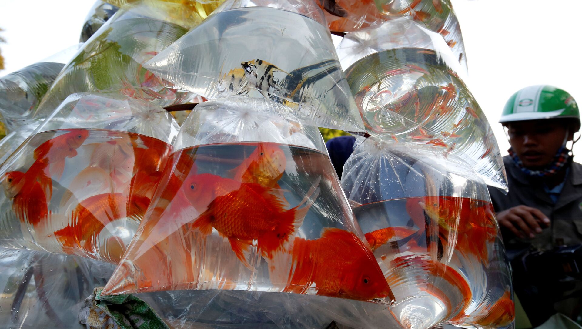 أسماك الزينة للبيع في أكياس بلاستيكية في شارع في هانوي، فيتنام 30 أكتوبر/ الأول 2018 - سبوتنيك عربي, 1920, 21.07.2021