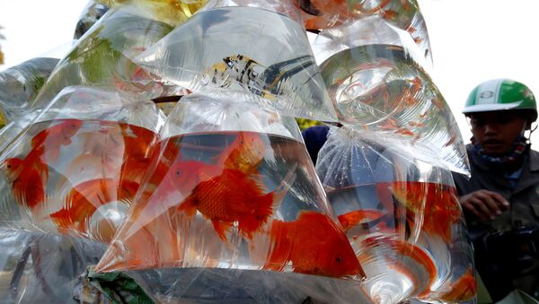 أسماك الزينة للبيع في أكياس بلاستيكية في شارع في هانوي، فيتنام 30 أكتوبر/ الأول 2018 - سبوتنيك عربي