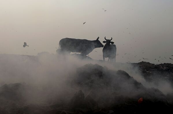 أبقار هندية على خلفية أدخنة متصاعدة في حقل بهالسوا في نيودلهي، 29 أكتوبر/ تشرين الأول 2018 - سبوتنيك عربي