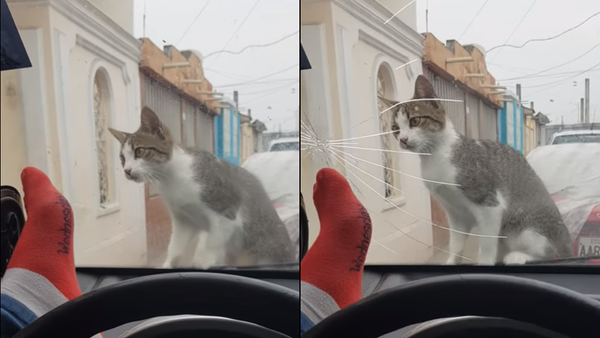 حاول إخافة قطة فكسر زجاج سيارته - سبوتنيك عربي