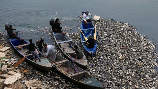 الأسماك النافقة في نهر دجلة في العراق - سبوتنيك عربي