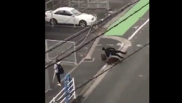 خنزير بري شرس يهاجم المارة في اليابان - سبوتنيك عربي