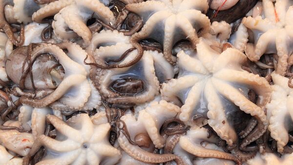 شاهدة ولادة عشرات آلاف من اللأخطبوطات داخل حوض للسمك - سبوتنيك عربي