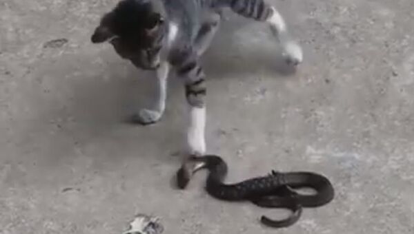 قطة وثعبان في مواجهة شرسة - سبوتنيك عربي