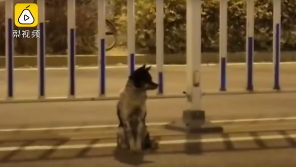 كلب ينتظر صاحبته شمال الصين - سبوتنيك عربي