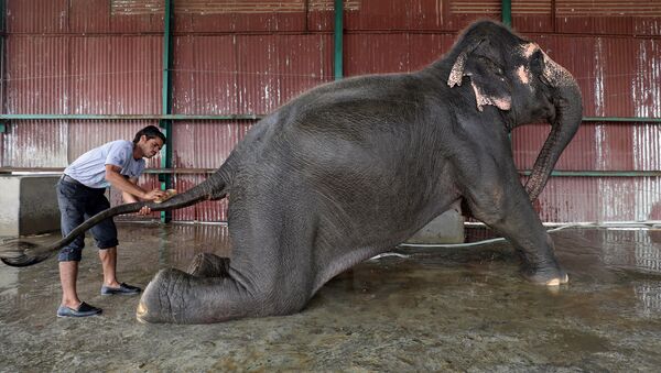 أنثى فيل تتلقى حماما من جانب أحد العاملين في أول مستشقى للفيلة في الهند - سبوتنيك عربي