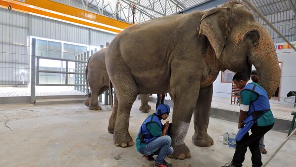أطباء بيطريون يجريان أشعة على ساق أنثى فيل في أول مستشفى للفيلة في الهند - سبوتنيك عربي