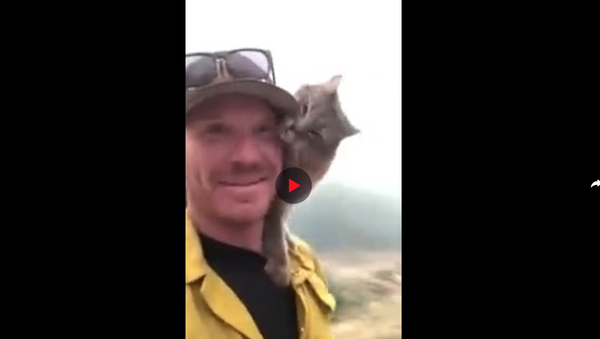 رجل إطفاء ينقذ قطا من حرائق كاليفورنيا - سبوتنيك عربي