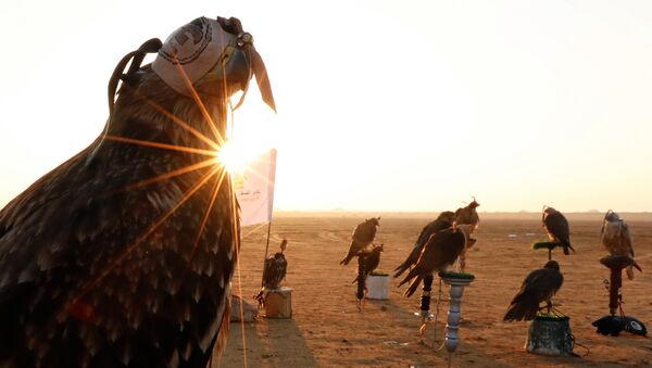 صقور خلال شروق الشمس والاحتفال باليوم العالمي للصقارة في صحراء برج العرب بالإسكندرية - سبوتنيك عربي