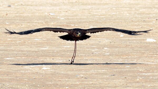 صقر يطير بعد إطلاقه خلال احتفال يوم الصقارة العالمي في صحراء برج العرب بالإسكندرية - سبوتنيك عربي