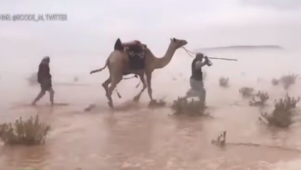 بالفيديو...قافلة جمال تعبر صحراء غمرتها فيضانات في السعودية - سبوتنيك عربي