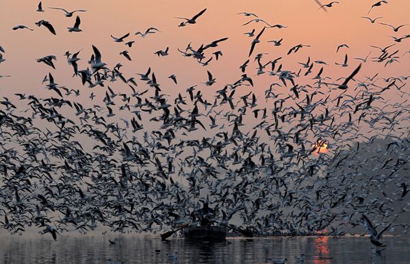 سرب من طيور النورس يلحق فوق نهر جمنة في نيودلهي، الهند 21 نوفمبر/ تشرين الثاني 2018 - سبوتنيك عربي