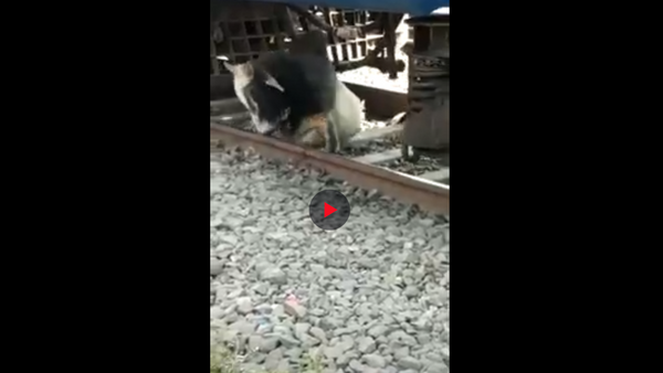 بالفيديو... ثور يقع تحت القطار وينجو بأعجوبة - سبوتنيك عربي