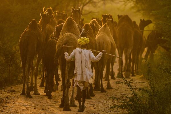 راعي جمال يقود جِماله إلى معرض الجمال في بوشكار، الهند - سبوتنيك عربي