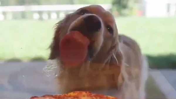 كلب جائع يلعق زجاج مطعم بيتزا - سبوتنيك عربي
