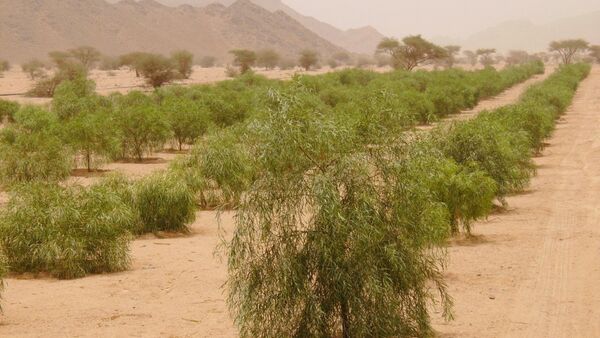 السعودية تنمي الغطاء النباتي بزراعة 12 مليون شجرة - سبوتنيك عربي
