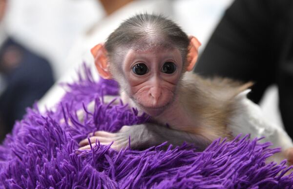 قرد صغير، ولد في 1 نوفمبر/ تشرين الثاني، في حديقة الحيوانات كوكب القرود والقطط البرية - سبوتنيك عربي