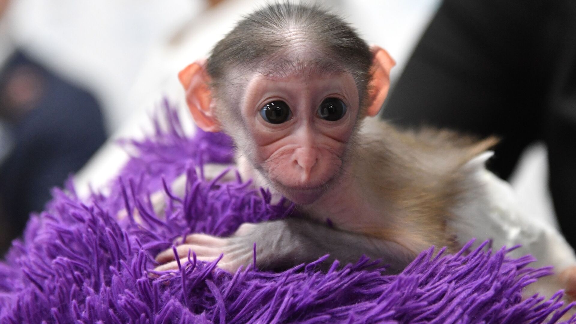 قرد صغير، ولد في 1 نوفمبر/ تشرين الثاني، في حديقة الحيوانات كوكب القرود والقطط البرية - سبوتنيك عربي, 1920, 25.06.2022