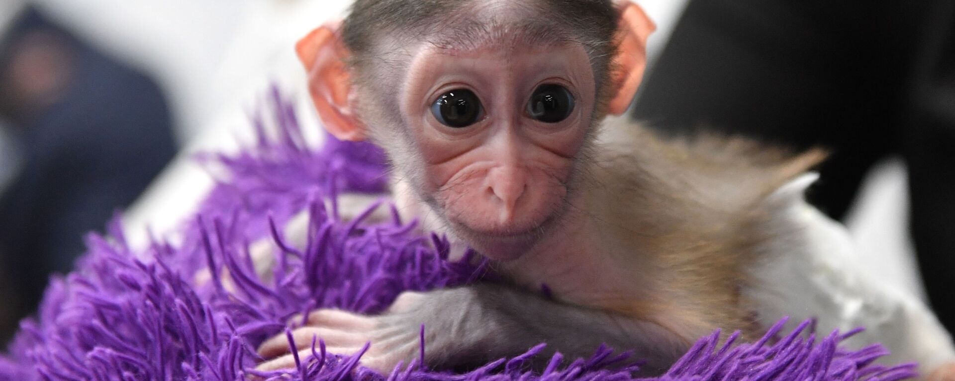 قرد صغير، ولد في 1 نوفمبر/ تشرين الثاني، في حديقة الحيوانات كوكب القرود والقطط البرية - سبوتنيك عربي, 1920, 27.05.2022