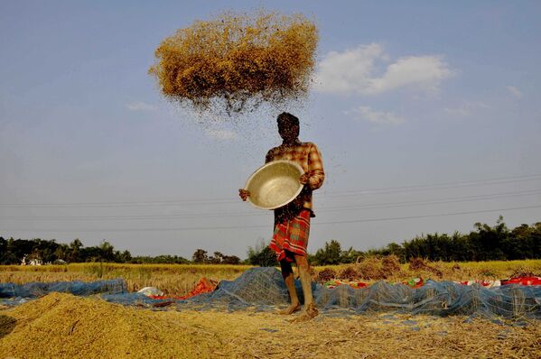 مزارع ينقل الأرز على مشارف مدينة أغارتالا الهندية، 2 ديسمبر/ كانون الأول 2018 - سبوتنيك عربي