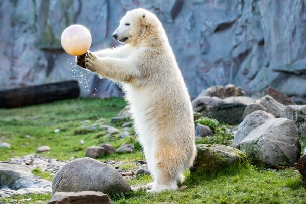 دب قطبياسمه نانوك يلعب مع كرة في حديقة الحيوان في غلزنكيرشن، بمناسبة عيد ميلاده الأول، ألمانيا - سبوتنيك عربي