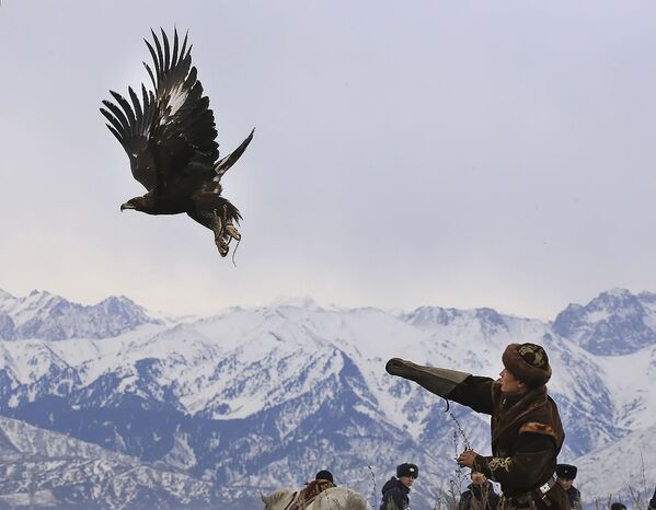 بطولة آسيا للصيد بولسطة طيور الجوارح في العاصمة ألماتا، كزاخستان - سبوتنيك عربي