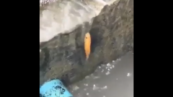 سمكة تتحدى الجاذبية - سبوتنيك عربي