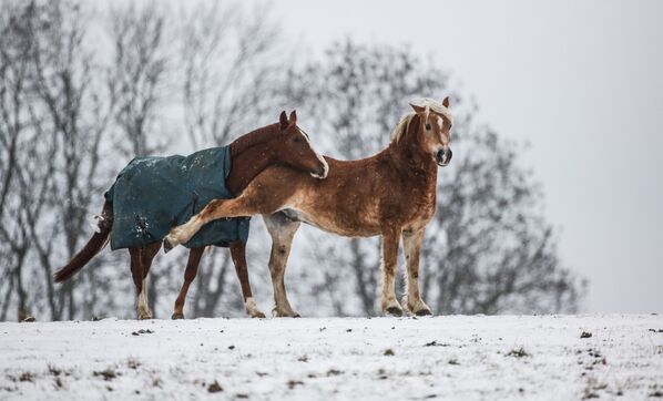 خيول في حقل يغطيه ثلج كثيف، جنوب غرب ألمانيا 13 ديسمبر/ كانون الأول 2018 - سبوتنيك عربي