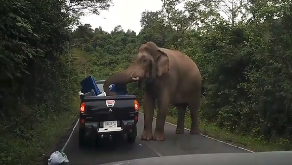 فيل هائج يهاجم سيارة عائلة - سبوتنيك عربي