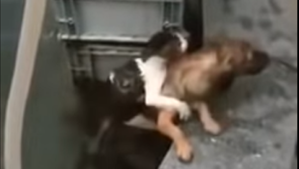 كلب شجاع ينقذ قطة من الغرق (فيديو) - سبوتنيك عربي
