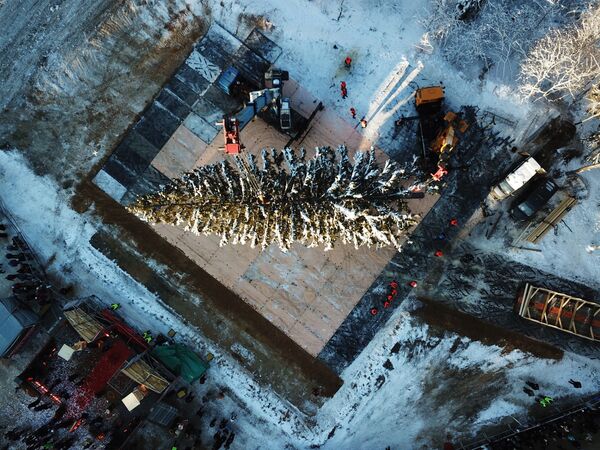 عملية قطع أكبر (27 م) وأهم شجرة عيد ميلاد في منطقة ضواحي موسكو، ونقلها إلى الساحة الحمراء، موسكو 18 ديسمبر/ كانون الأول 2018 - سبوتنيك عربي