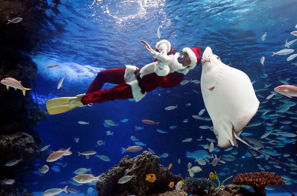 غطاس في زي يانتا كلاوز (بابا نويل) في حوض للأسماك Sunshine Aquarium، في إطار عرض مائي في طوكيو، اليابان 18 ديسمبر/ كانون الأول 2018 - سبوتنيك عربي