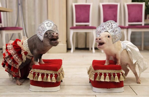 عرض لـ ميني خنازير (الخنازير الصغيرة) بمناسبة أن الخنزير الأصفر رمزالعام القادم، 2019، وفق التقويم الصيني، في بلاشيخا، روسيا 11 ديسمبر/ كانون الأول 2018 - سبوتنيك عربي
