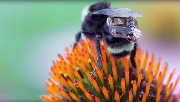 العلماء يحولون النحل إلى درونات ويثبتوا على ظهورهم حقيبة مع شريحة إلكترونية - سبوتنيك عربي