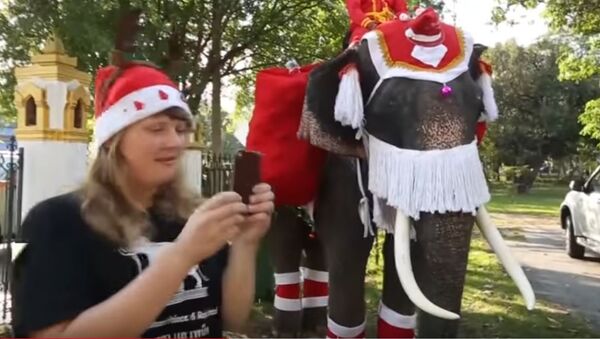 فيلة بزي بابا نويل تجوب شوارع تايلاند - سبوتنيك عربي